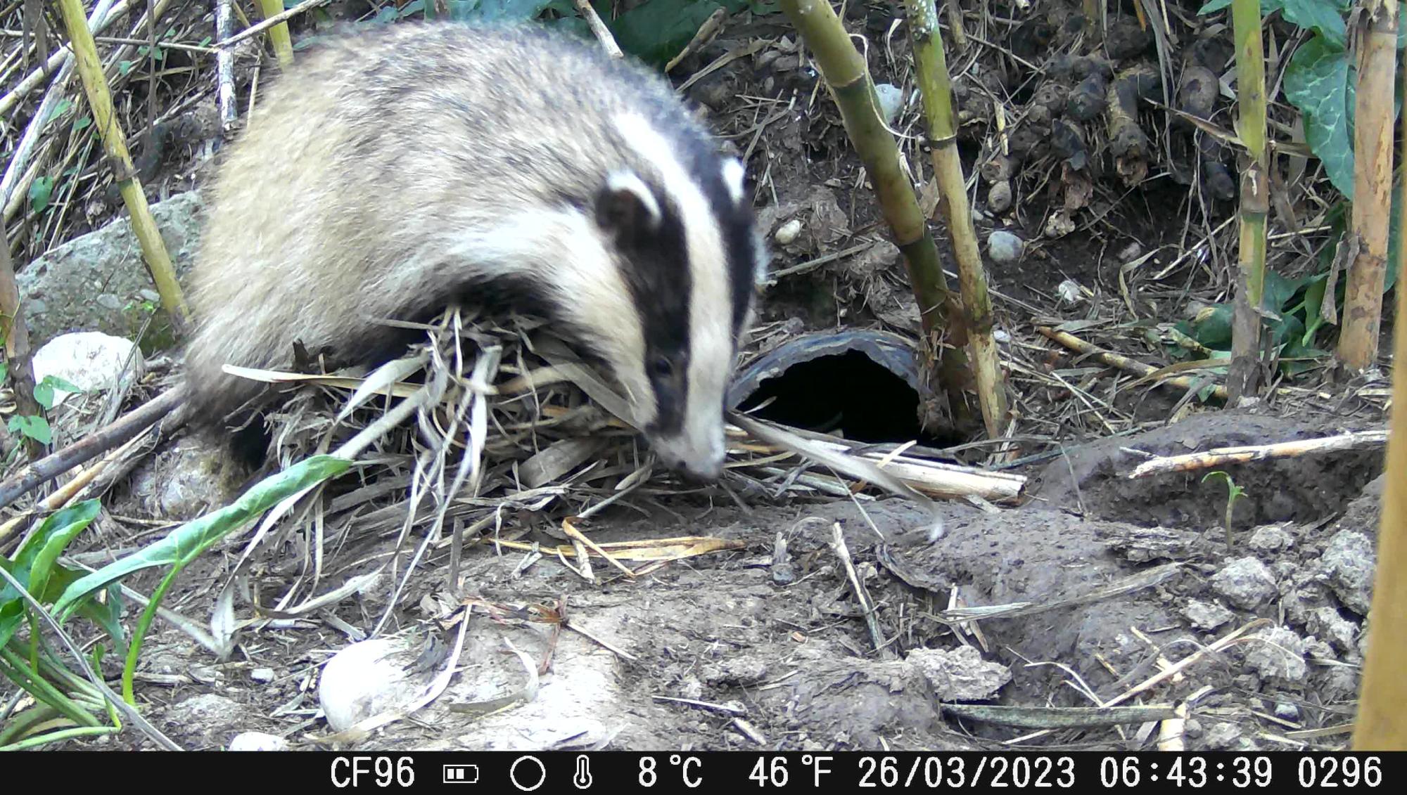 A camera trap captures a European badger renewing its bedding.jpg